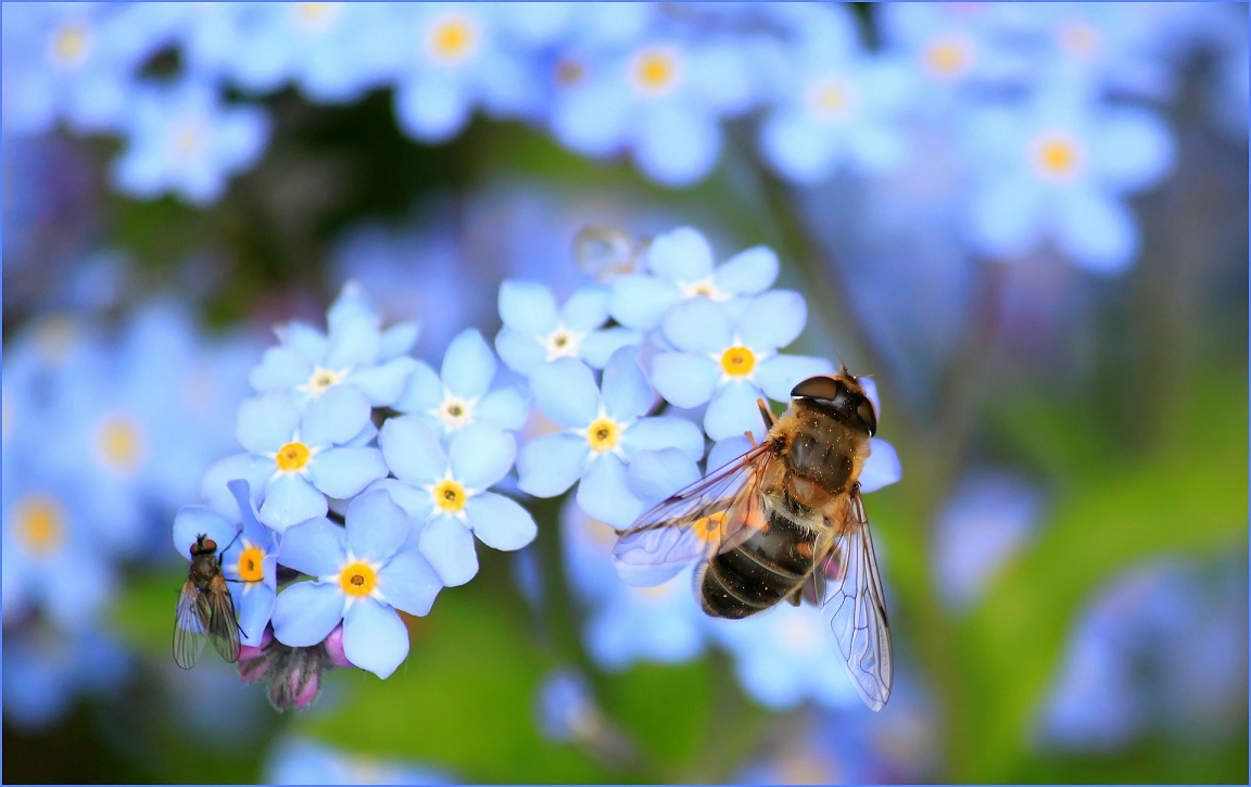 Honey Bee